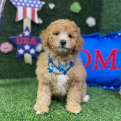 Male Mini Poodle puppy named Otis for sale at Puppy Dreams - Carrollton.
