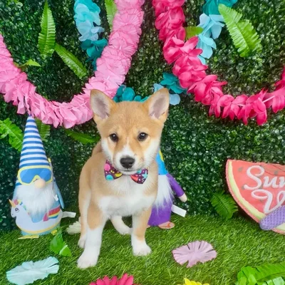 Male Shiba Inu puppy named Meerkat for sale at Puppy Dreams - Denton.
