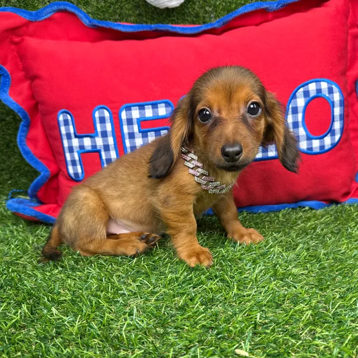 Female Dachshund puppy named Cannoli for sale at Puppy Dreams - Arlington.