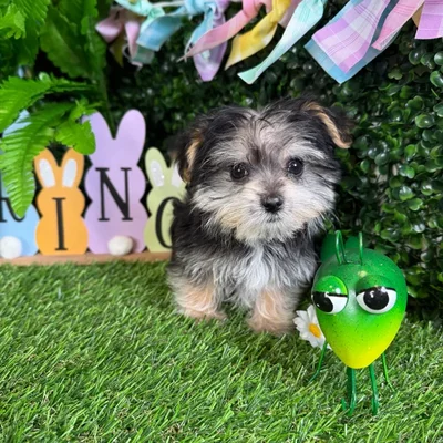 Male Morkie puppy named Pooh for sale at Puppy Dreams - Denton.
