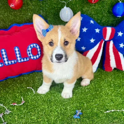 Female Pembroke Welsh Corgi puppy named Itsy for sale at Puppy Dreams - Arlington.