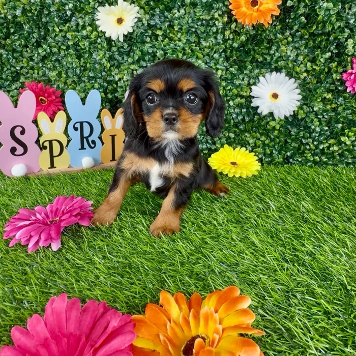 Female Cavalier King Charles Spaniel puppy named Michelada for sale at Puppy Dreams - Denton.