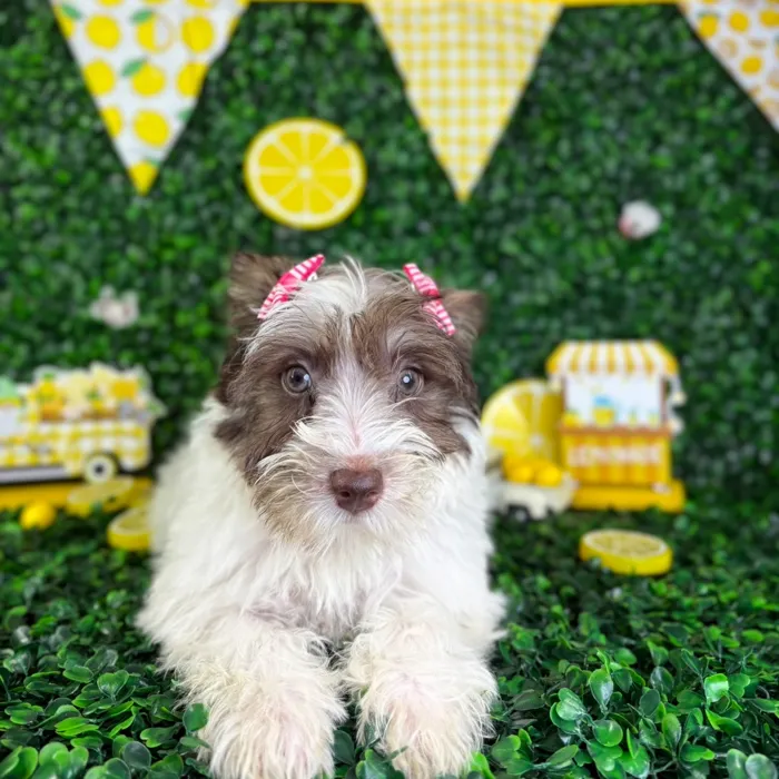 Female Mini Schnauzer puppy named Ruby for sale at Puppy Dreams - North Richland Hills.