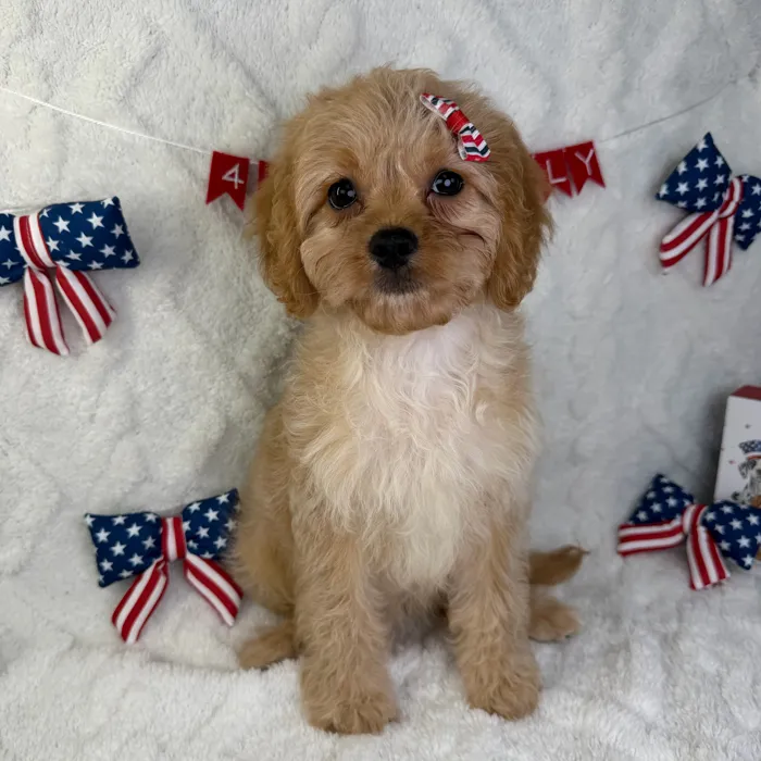Female Cavapoo puppy named Hazel for sale at Puppy Dreams - Garland.