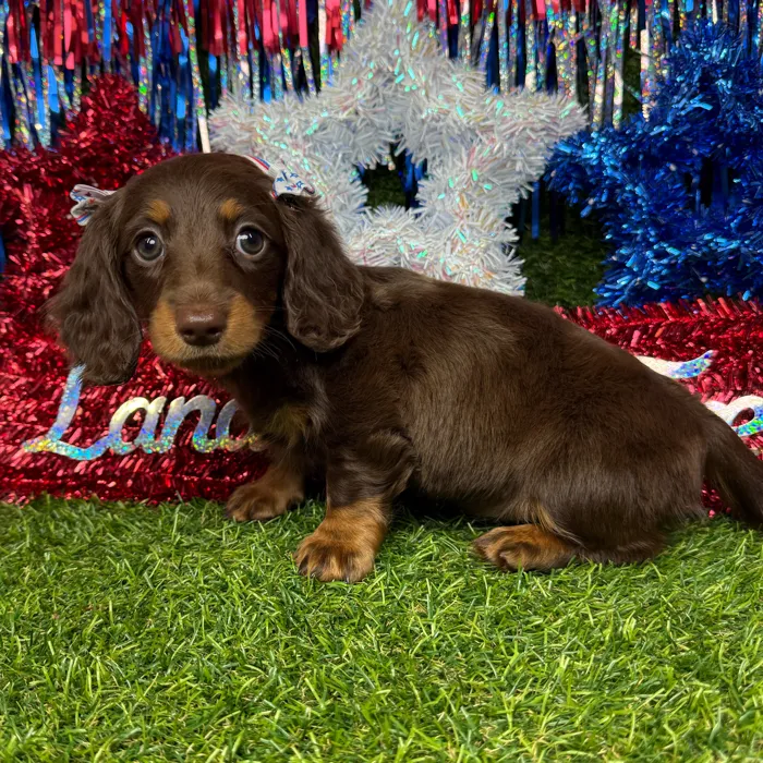 Female Dachshund puppy named Ziggy for sale at Puppy Dreams - Arlington.
