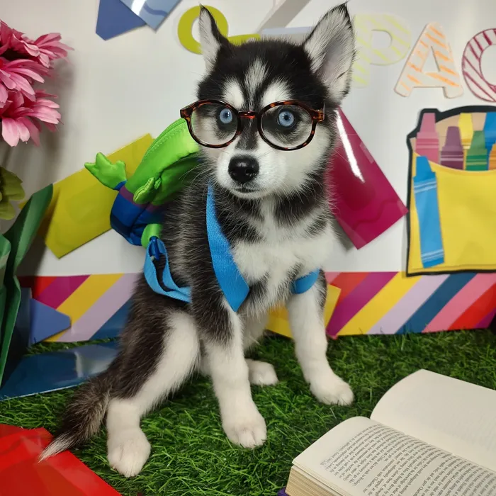Male Pomsky puppy named *Mr. Loganbill* for sale at Puppy Dreams - Mansfield.