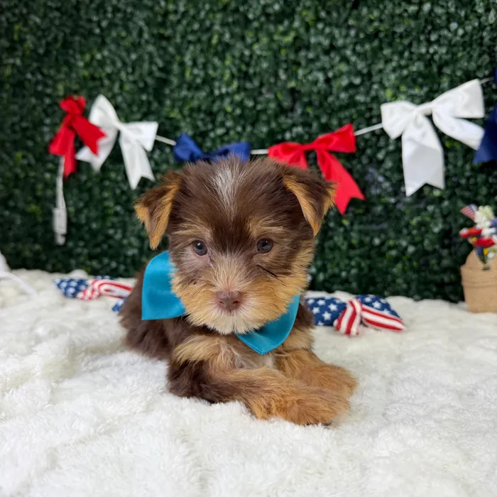 Male Yorkie puppy named Winston for sale at Puppy Dreams - Garland.