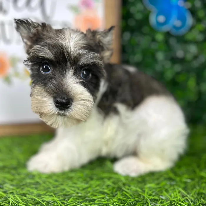 Male Mini Schnauzer puppy named *Max* for sale at Puppy Dreams - Mansfield.