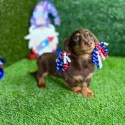 car_main_img_/media/ap_media/pets/ALWLCUWVRUYW128860.webp.250x250_q85.webp