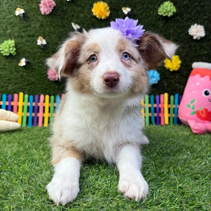 Female Mini Aussie puppy named Sydney for sale at Puppy Dreams - Carrollton.