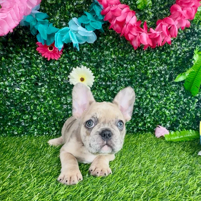 Female French Bulldog puppy named Liberty for sale at Puppy Dreams - Denton.