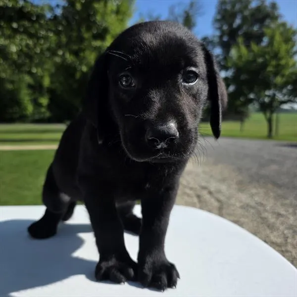 Male Labrador Retriever puppy named *Panther* for sale at Puppy Dreams - Mansfield.