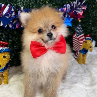 Male Pomeranian puppy named Chico for sale at Puppy Dreams - Garland.