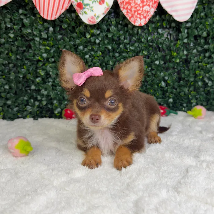 Female Chihuahua puppy named Princesa for sale at Puppy Dreams - Garland.
