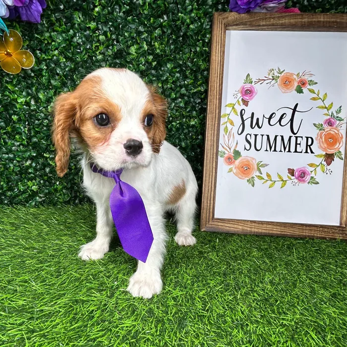 Male Cavalier King Charles Spaniel puppy named *Mansfield* for sale at Puppy Dreams - Mansfield.