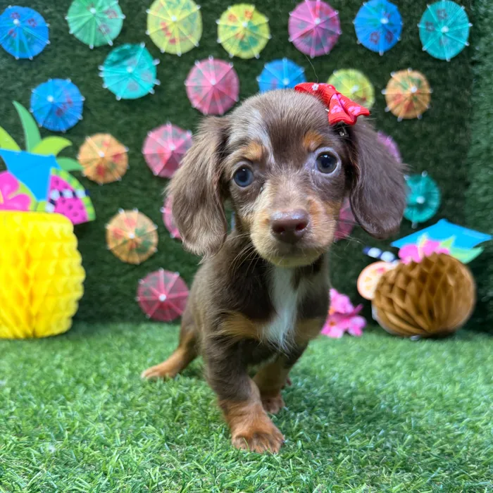 Female Dachshund puppy named Nala for sale at Puppy Dreams - Carrollton.