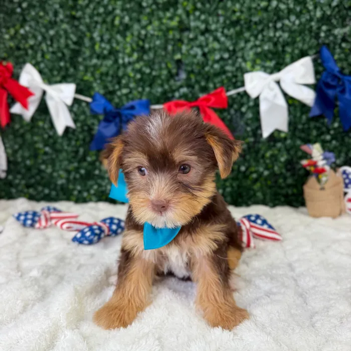 Male Yorkie puppy named Winston for sale at Puppy Dreams - Garland.