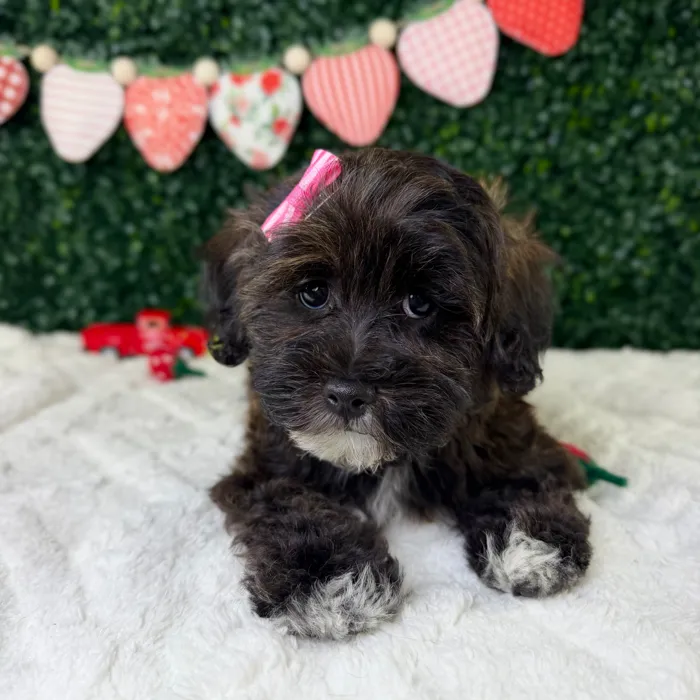Female Lhasa-Poo puppy named Paris for sale at Puppy Dreams - Garland.
