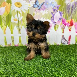 car_main_img_/media/ap_media/pets/APCSAUHGIPLA135486.webp.250x250_q85.webp