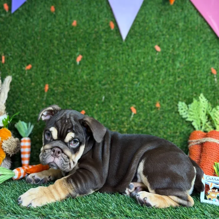 Female English Bulldog puppy named Latto for sale at Puppy Dreams - North Richland Hills.