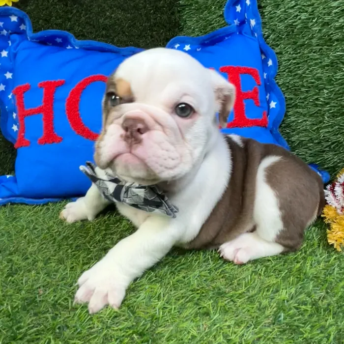 Male English Bulldog puppy named Sausage for sale at Puppy Dreams - Carrollton.