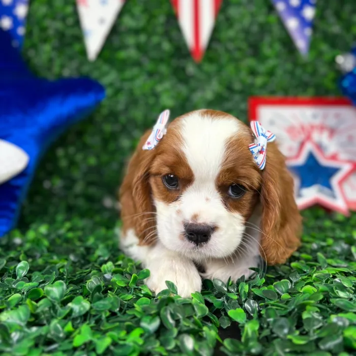 Female Cavalier King Charles Spaniel puppy named Emma for sale at Puppy Dreams - North Richland Hills.