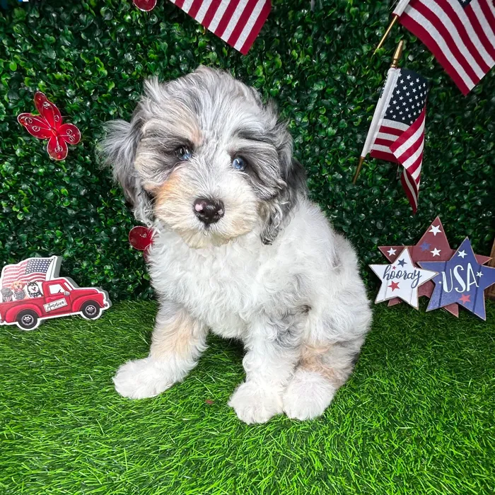 Female Bernedoodle puppy named *Muffin* for sale at Puppy Dreams - Mansfield.