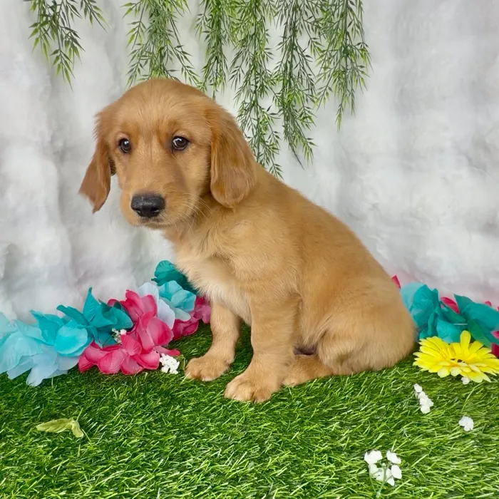 Male Golden Retriever puppy named Rodeo for sale at Puppy Dreams - Denton.