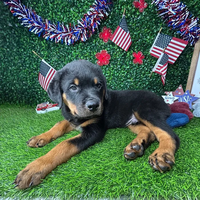 Male Rottweiler puppy named *Snickers* for sale at Puppy Dreams - Mansfield.