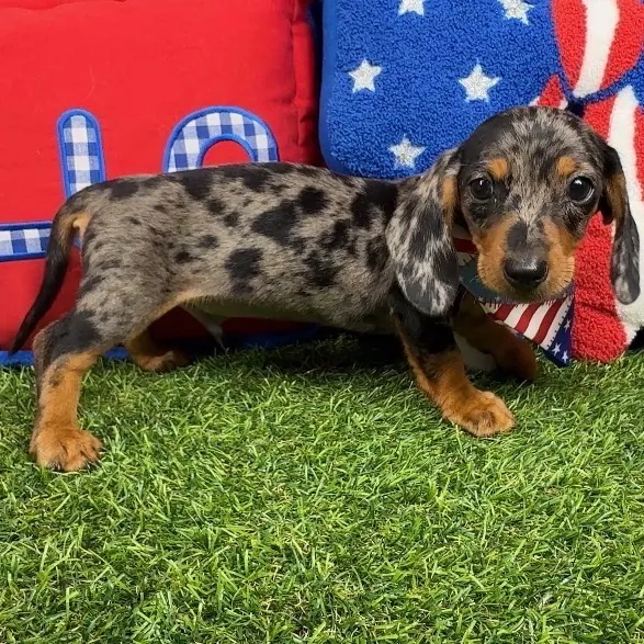 Male Dachshund puppy named Jesus for sale at Puppy Dreams - Mansfield.