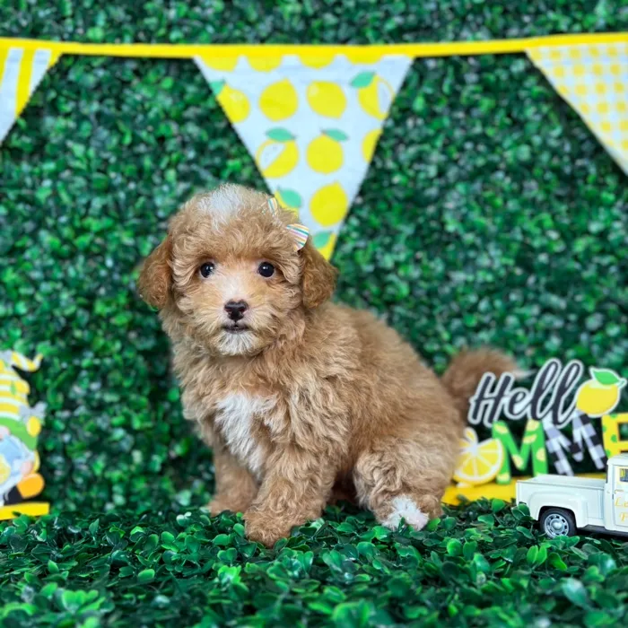 Female Maltipoo puppy named Bonnie for sale at Puppy Dreams - North Richland Hills.