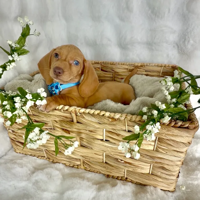 Male Dachshund puppy named Baconator for sale at Puppy Dreams - Denton.