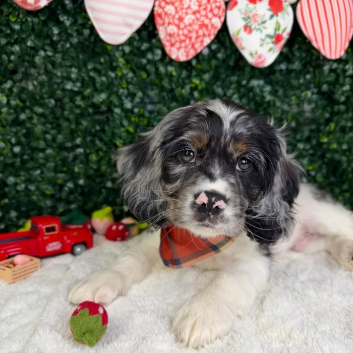 Male Cocker Spaniel puppy named Clover for sale at Puppy Dreams - Garland.