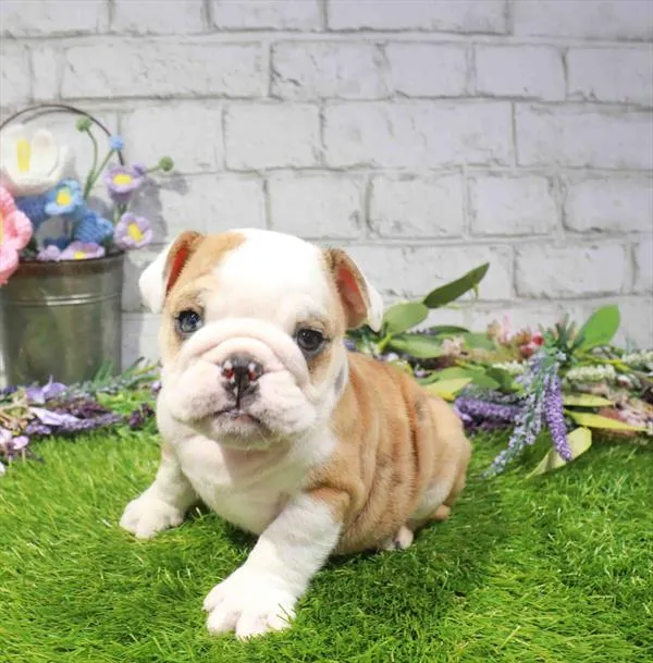 Male English Bulldog puppy named Bruce for sale at Puppy Dreams - Garland.