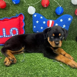 Female Rottweiler puppy named Opal for sale at Puppy Dreams - Arlington.