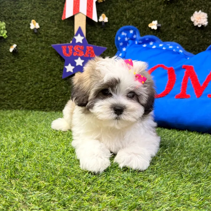 Female Teddy Bear puppy named Mia for sale at Puppy Dreams - Carrollton.
