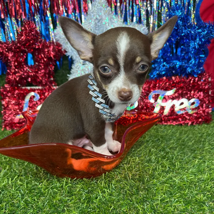 Male Chihuahua puppy named Noodle for sale at Puppy Dreams - Arlington.
