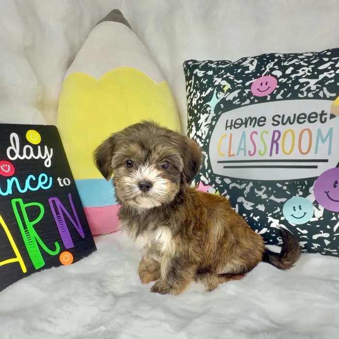 Female Shorkie puppy named Muffin for sale at Puppy Dreams - Denton.