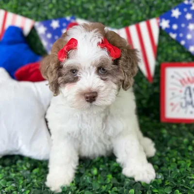 Female Cockapoo puppy named Ellie for sale at Puppy Dreams - North Richland Hills.