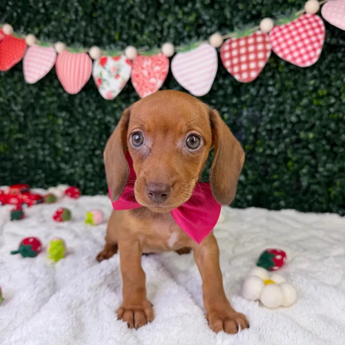 Female Dachshund puppy named Stella for sale at Puppy Dreams - Garland.