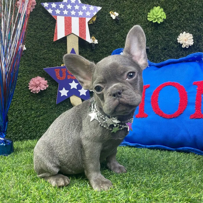 Female French Bulldog puppy named Winnie for sale at Puppy Dreams - Carrollton.