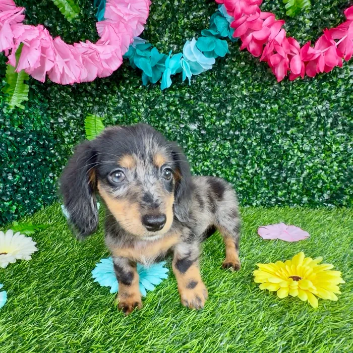 Female Dachshund puppy named Cheetah for sale at Puppy Dreams - Denton.