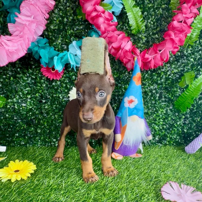 Male Doberman Pinscher puppy named Hamilton for sale at Puppy Dreams - Denton.