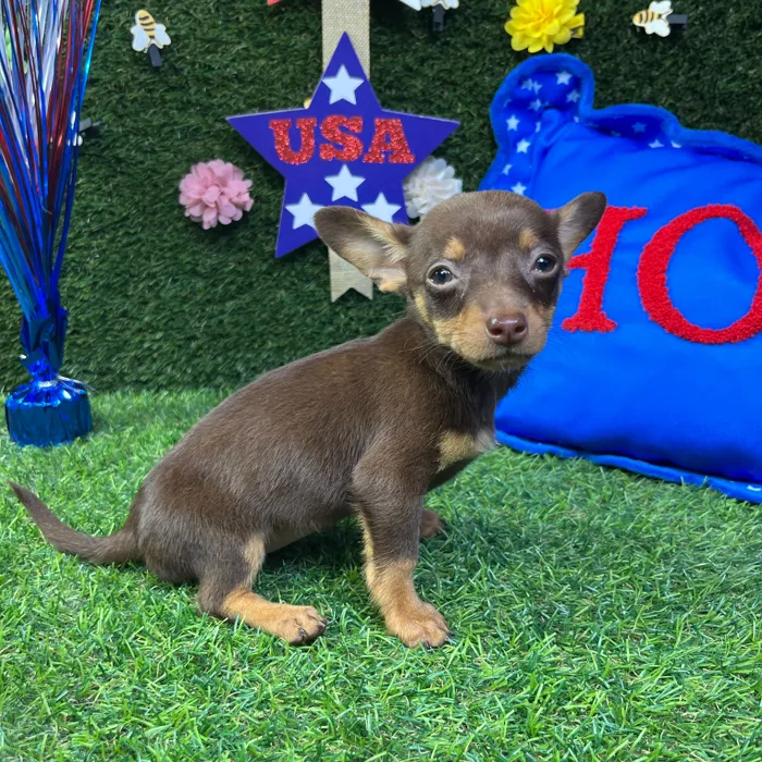 Female Chihuahua puppy named Jessie for sale at Puppy Dreams - Carrollton.