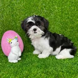 car_main_img_/media/ap_media/pets/AWONAGSSEICS114515.webp.250x250_q85.webp