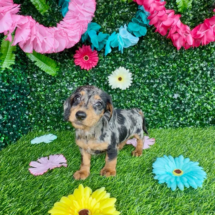Female Dachshund puppy named Sandra Oh for sale at Puppy Dreams - Denton.
