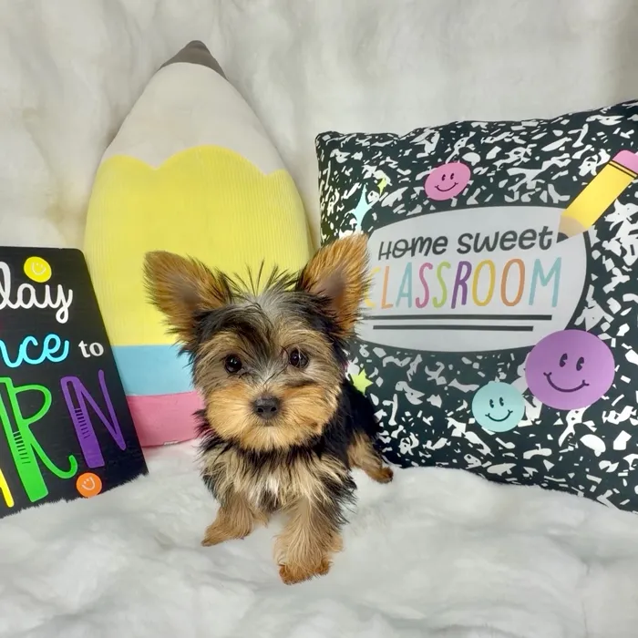 Female Yorkie puppy named Starbust for sale at Puppy Dreams - Denton.