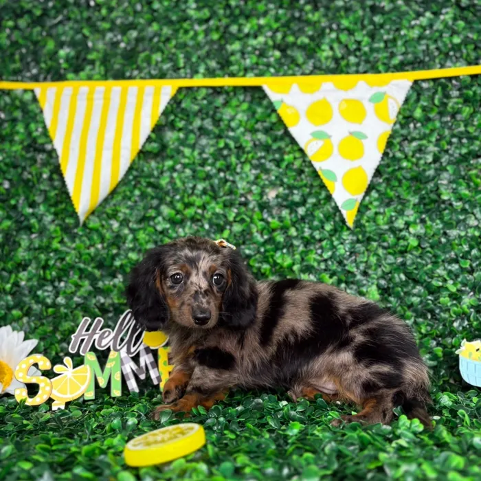 Female Dachshund puppy named Millie for sale at Puppy Dreams - North Richland Hills.