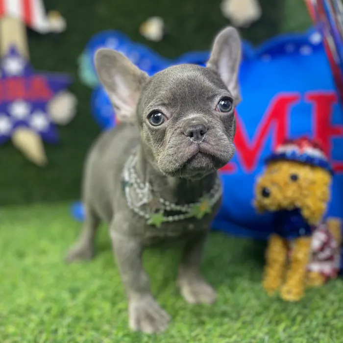 Female French Bulldog puppy named Winnie for sale at Puppy Dreams - Carrollton.