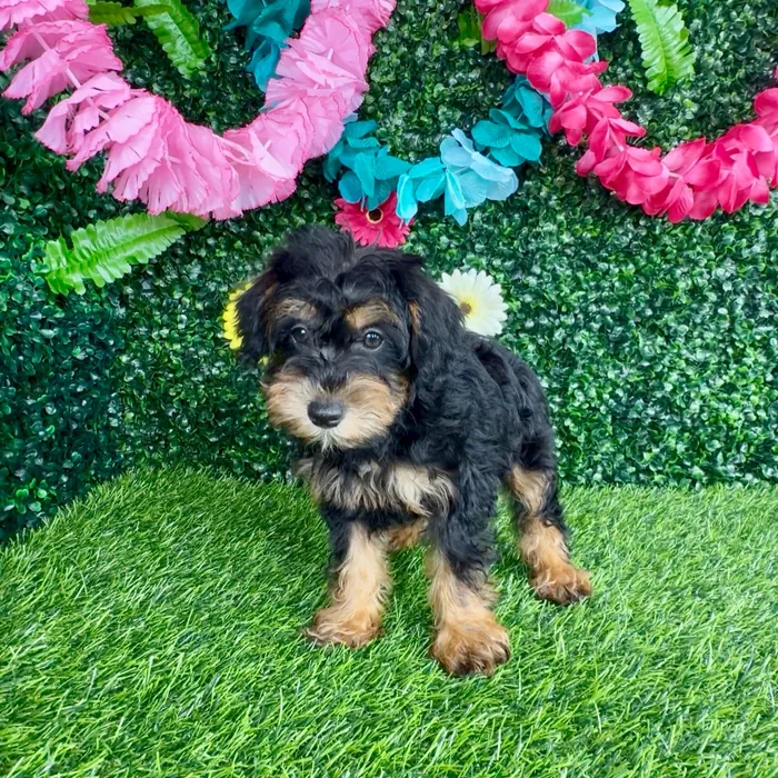 Female Schnoodle puppy named Triple Dipper for sale at Puppy Dreams - Denton.